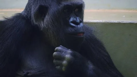 Close view of a Gorilla Stock Footage 258963154