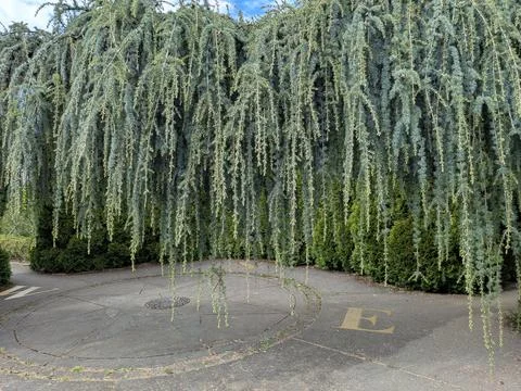 Close view of a graceful weeping tree cascading above Photos
