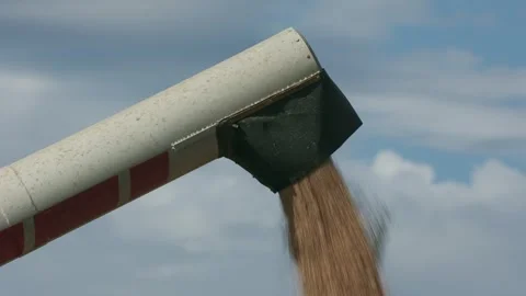 Close view of grain being transferred from a combine tank into a trailer Vídeos de archivo 331503712