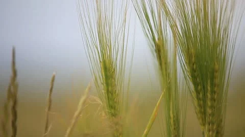 Close up view of grain to a corn field Stock Footage 11140088