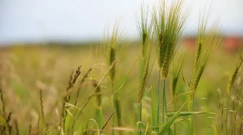 Close up view of grain to a corn field Stock Footage 11140091
