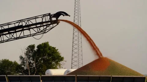 Close view of grain pouring from a conveyor onto a ground pile Stock-Footage 345530717