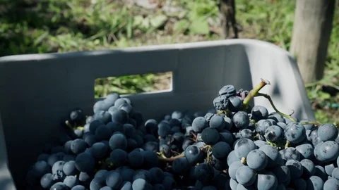 Close up view of grape collected  in a basket Stock Footage 79968442