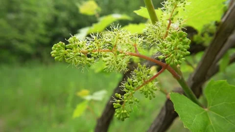 Close-up view of a grapevine branch covered with clusters of young green grapes Stock Footage 336487734