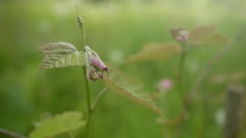 Close-up view of grapevine buds unfurling as new leaves emerge in the Vidéo 280235893