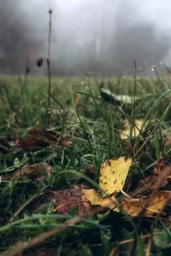 Close-up view of grass and fallen autumn leaves in a foggy morning field Stock Photos