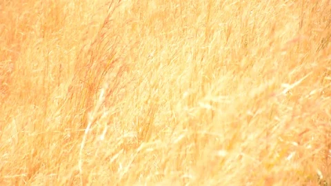 Close-up view of grass and flower grass, gently blowing wind On the beautiful gr Stock Footage 126809521