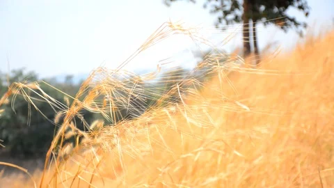 Close-up view of grass and flower grass, gently blowing wind On the beautiful gr Stock Footage 126809522