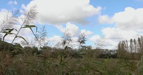 Close up view of grass and plants swaying gently in the wind creating a peaceful Stock Footage 293950351