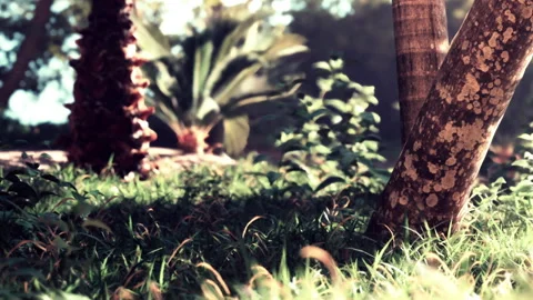 Close up view of grass and plants under trees in a sunny garden Stock Footage 345056817