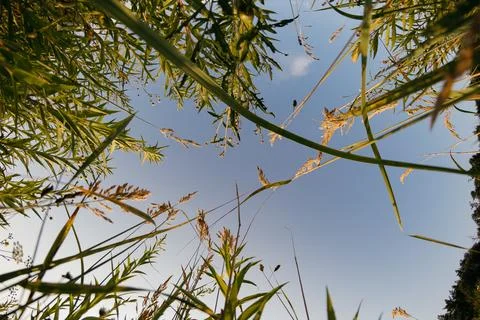 A close-up view of grass from below Stock Photos
