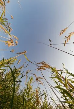 A close-up view of grass from below Stock Photos