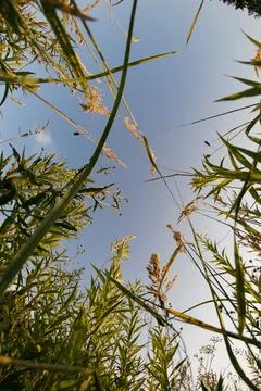A close-up view of grass from below Stock Photos