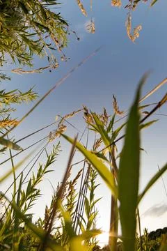 A close-up view of grass from below Stock Photos