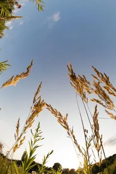 A close-up view of grass from below Stock Photos