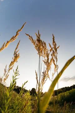 A close-up view of grass from below Stock Photos