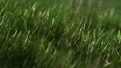 A close view of grass blades displays their texture and color Stock Footage 340230423