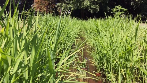 Close-up view of grass blades in the pond and meadow Stock Footage 120519250