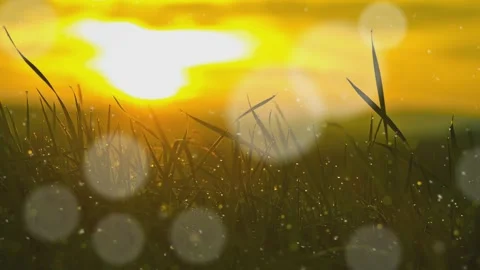 Close-Up View of Grass Blades at Sunrise with Sparkling Light. 스톡 동영상 311762353