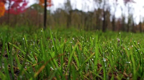 Close up view of grass Stock Footage 58756864