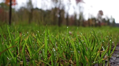 Close up view of grass Stock Footage 58757320