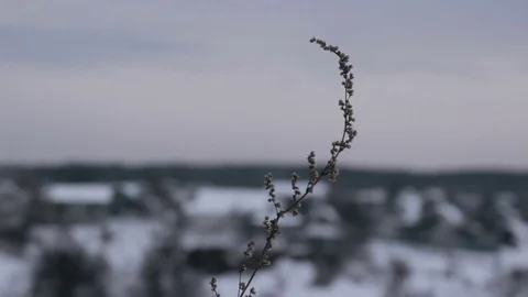 Close up view of grass Stock Footage 73781379