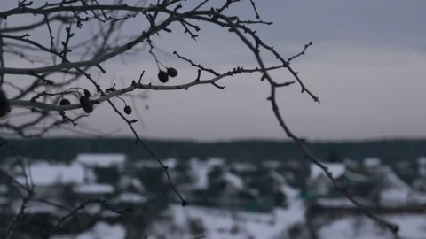 Close up view of grass Stock Footage 73783947