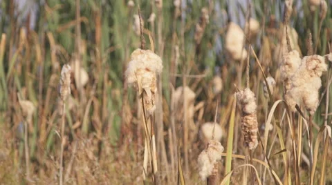 Close up view of grass growing on pond shore Stock Footage 67168205