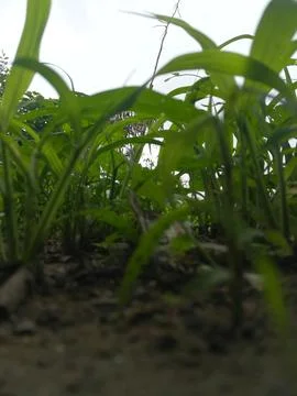 The close up view of the grass Foto stock