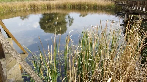 Close up view of grass (Phragmites australis) growing from marsh. 库存影片 99722802