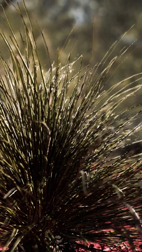 Close up view of grass plant with dew in morning light at the park Stock Footage 346679893
