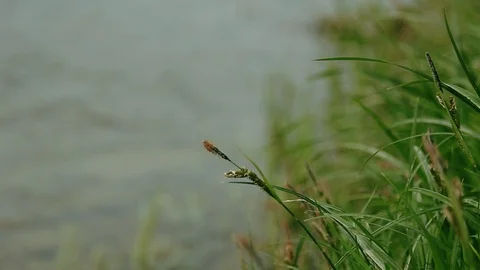 Close up view of grass on the riverbank under the strong wind by the river with 스톡 동영상 105272082