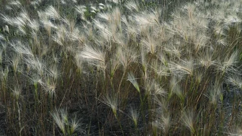 Close-up view of grass with seed tassels blowing in a moderate wind.  Stock Footage 275597450