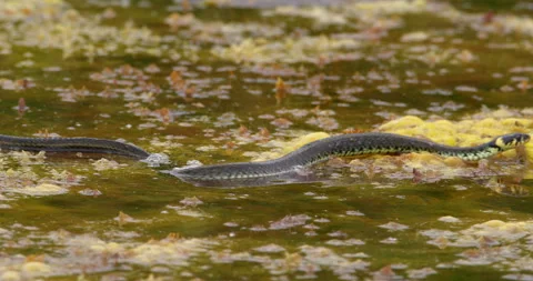 Close up view of a grass snake swimming in pond and crawling across large leaves Stock Footage 262565610