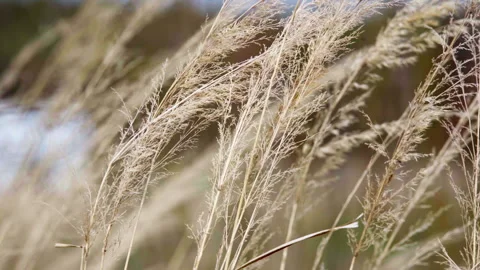 A close-up view of the grass swaying in the wind during the summer season. Stock Footage 246224340