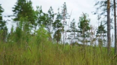 Close view grass waved by wind against pines and sky 스톡 동영상 101049985