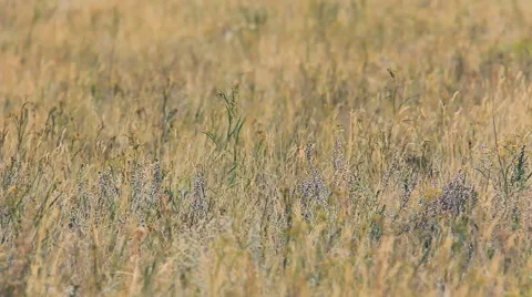 Close up view of grass waving in wind in field Stock Footage 67170948