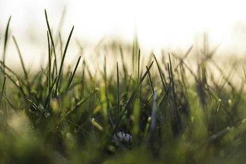 Close up view of grasses from ground level. Selective focus. Nature backgroun Stock Photos