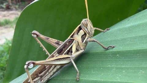 Close view of a grasshopper clinging to a leaf edge, subtle movement and soft Stock Footage 326780314