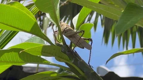 Close-up view of grasshopper, Close-up of insect on leaf,South Tangerang,Indones Stock Footage 300193403
