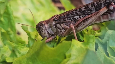 A close up view of a grasshopper eating Stock Footage 277417608