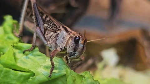 A close up view of a grasshopper Stock Footage 277420363