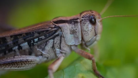 A close up view of a grasshopper head resting Stock Footage 294904950