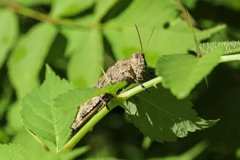Close up view of a grasshopper. macro shot, animal and nature background. Stock Photos