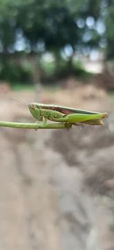 A close view of a grasshopper Stock Photos
