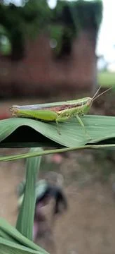 A close view of a grasshopper Stock-Fotos