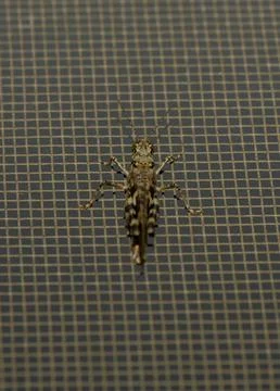 Close-up view of a grasshopper resting on a patterned mesh surface in a sun.. Stock Photos