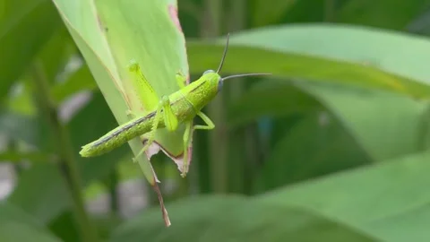 Close up view of a grasshopper sitting on a green leaf 库存影片 302881058