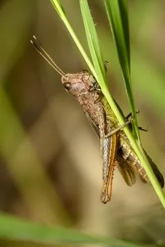 A close-up view of a grasshopper sitting on a leaf of grass in summer Stock Photos