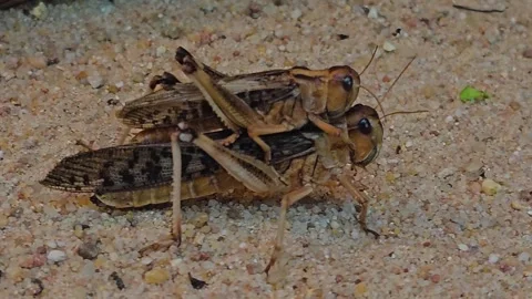 Close up view of grasshoppers Stock Footage 266880019